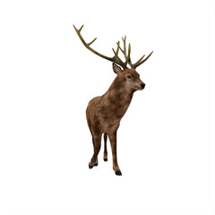 Deer stag isolated