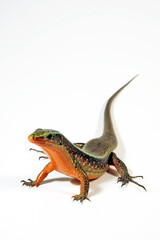 Fototapeta premium Madagascar girdled lizard // Madagaskar-Ringel-Schildechse (Zonosaurus madagascariensis)