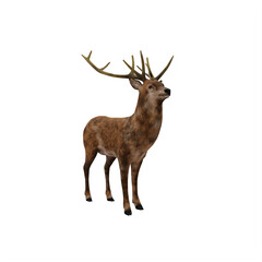 Naklejka na ściany i meble Deer stag isolated