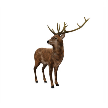 Deer stag isolated