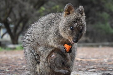 Quakka Australian rottnest island with baby