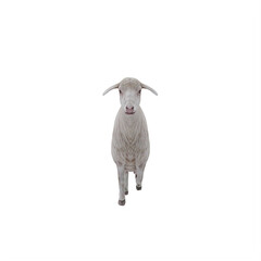 Sheep isolated
