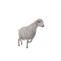 Sheep isolated