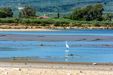 Herons wading in the shallow water of gialova lagoon looking for something to eat