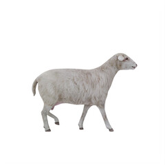 Sheep isolated