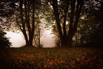 Trees by the lake in autumn // Bäume am See im Herbst