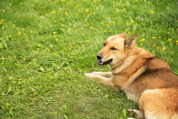 Orange dog lies on the green grass.