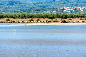 Herons wading in the shallow water of gialova lagoon looking for something to eat