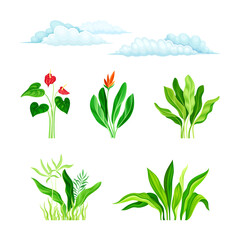 Fototapeta na wymiar Tropical exotic plants and clouds set. Exotic flowers and leaves. Tropical resort design element cartoon vector illustration