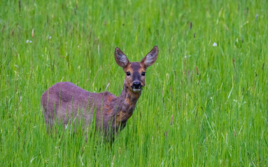 deer in the grass