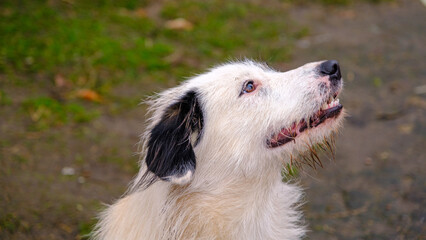 A mixed breed dog welcomes its owner home with a happy face
