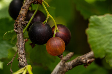 Macro shot of ripening blackcurrant berries. Branch of black currant on bush with green leaves. Mature harvest of black currants at country house in garden on summer day. Seasonal organic fruits.
