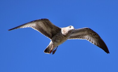 Seagull in flight