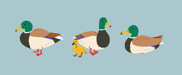 Duck in various poses stand, lie, swimming, walk. City birds concept. Drake with baby duckling. Hunting in the forest. All items are isolated.