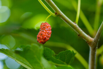 Organic Mulberry fruit tree and green leaves. Macro shot of a red unripe mulberries on the branch...
