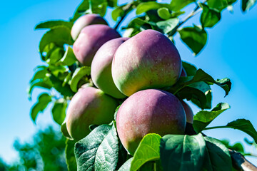 Photography on theme beautiful fruit branch apple tree