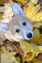 beautiful dog corgi in yellow autumn leaves