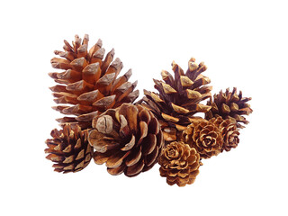 Closeup of a heap of various size natural dry pine cones on transparent backdrop, PNG file