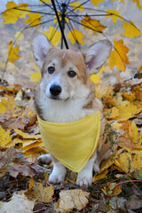 Portrait of a corgi puppy under an autumn umbrella.