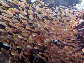 Naklejka na ściany i meble red sea glass fish