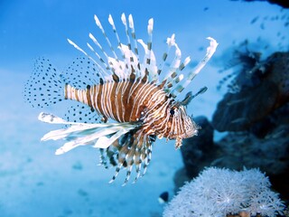 lionfish of red sea egypt