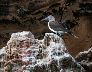 blue-footed booby perched on the rock at Punta Vicente Roca, Isabela, Galapagos