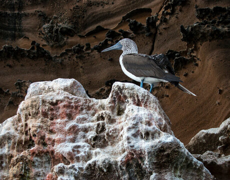 blue-footed booby perched on the rock at Punta Vicente Roca, Isabela, Galapagos