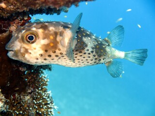 Balloon fish of red sea