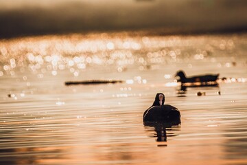 Coot in evening light // Blesshuhn im Abendlicht