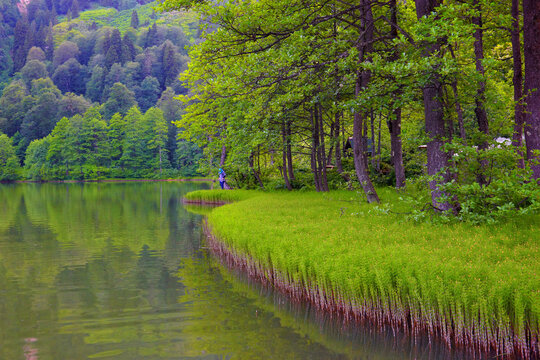 Bor&ccedil;ka karag&ouml;l reeds grown on the side and their images reflected in the water,lake in the park