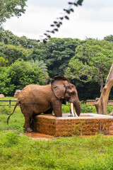 Fototapeta na wymiar A male Indian Asian elephant is enjoying bathing and spraying itself with water in a natural habitat
