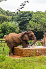 Fototapeta na wymiar A male Indian Asian elephant is enjoying bathing and spraying itself with water in a natural habitat
