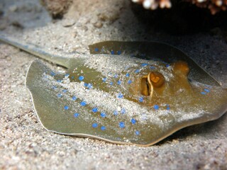 blue spotted sting ray