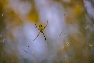 spider on the web