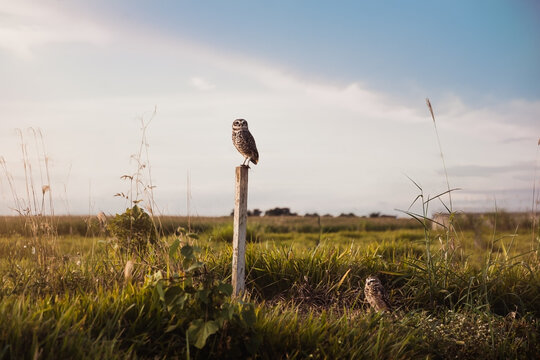 Casal de coruja buraqueira
