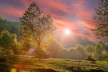 beautiful landscape with sun, forest and meadow at sunrise. the sun's rays shine through the trees.