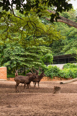 The Javan rusa or Sunda sambar (Rusa timorensis) is a deer species that is endemic to the islands of Java, Bali and Timor (including Timor Leste) in Indonesia. The Javan rusa mates around July. © lloyd
