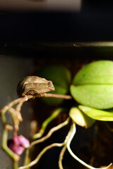 Kameleon pigmejski, jeden z najmniejszych kameleonów świata. Terrarium z naturalnymi roślinami dla gada.  