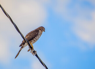red tailed hawk