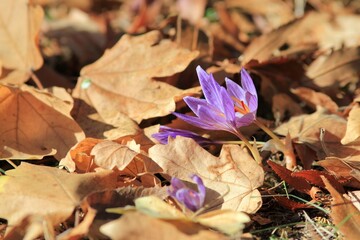 Purple Crocus pallasii flowers among fallen leaves in the park in autumn
