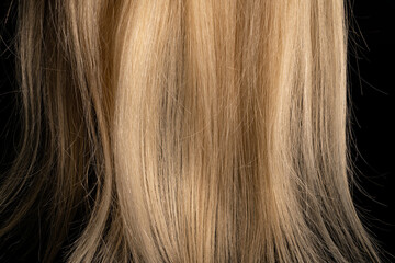 Fototapeta premium Part of blonde shiny hair illuminated by light. Strands of light woman hair. Tips of healthy natural female hair on black isolated studio background. Wig. Macro shot of long smooth locks of hair.