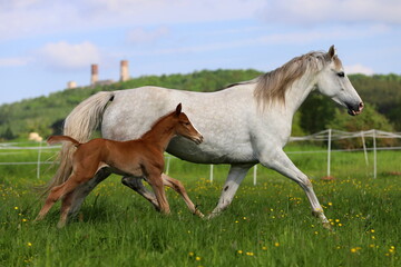 a beautiful chestnut foal and a gray mare galloping in a green meadow against the blue sky with white clouds and the castle with towers