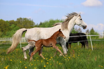 a beautiful chestnut foal and a gray mare galloping in a green meadow