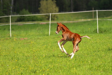 Naklejka na ściany i meble a beautiful chestnut foal with white high socks jumps against the background of a green spring meadow 