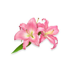 Pink lilies. Lilies flowers. Flowers isolated on white background