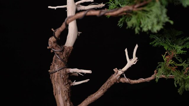 Bonsai Baum - Slider Dolly shot mit schwarzem Hintergrund