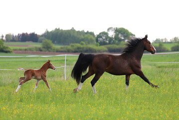 bay mare and beautiful chestnut foal with blaze on the background of a green meadow