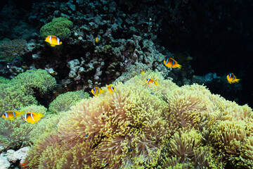 Nemo at coral reef in the sea