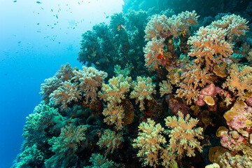 Naklejka na ściany i meble coral reef and coral