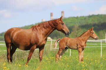 Naklejka na ściany i meble the chestnut foal and the mother stare at something against the blue sky with white clouds and the castle with towers
